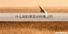 什么树的果实长的像山竹