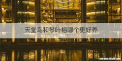 天堂鸟和琴叶榕哪个更好养