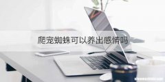 爬宠蜘蛛可以养出感情吗