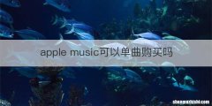 apple music可以单曲购买吗