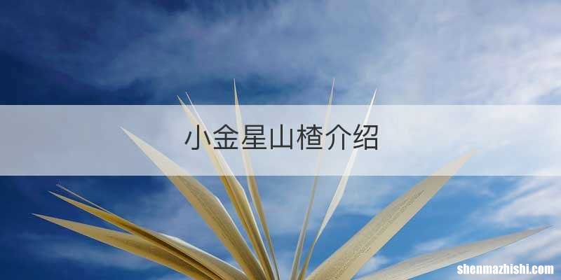 小金星山楂介绍