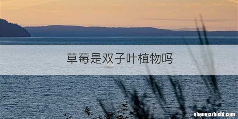 草莓是双子叶植物吗