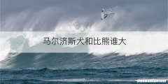 马尔济斯犬和比熊谁大