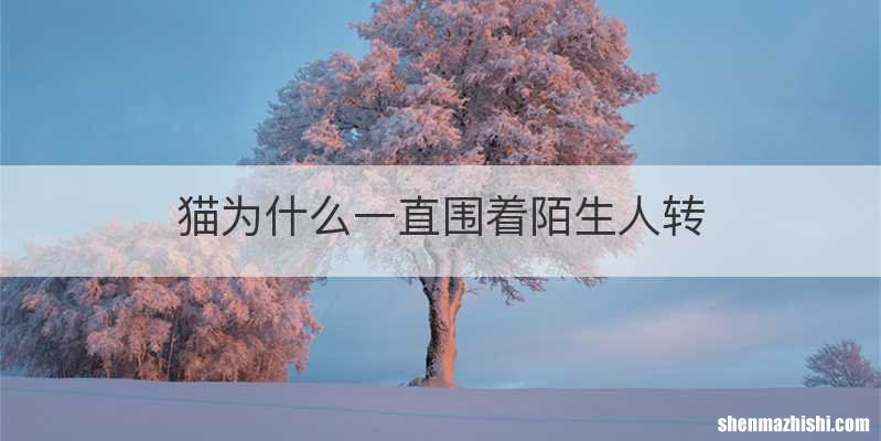 猫为什么一直围着陌生人转