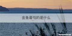 金鱼最怕的是什么