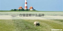 白猫蓝眼什么品种