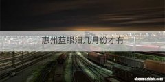 惠州蓝眼泪几月份才有