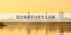 蓝白猫毛变白是怎么回事