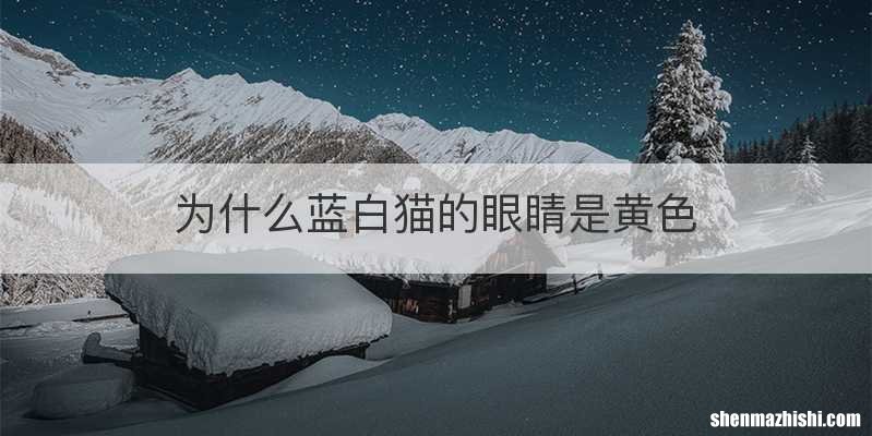为什么蓝白猫的眼睛是黄色