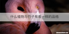 什么植物与竹子有着一样的品格