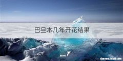 巴旦木几年开花结果