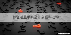 棕色毛蓝眼睛是什么猫科动物