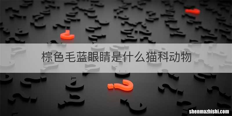 棕色毛蓝眼睛是什么猫科动物
