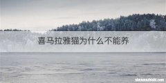 喜马拉雅猫为什么不能养
