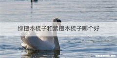 绿檀木梳子和紫檀木梳子哪个好