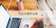 九兰长得什么样