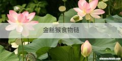 金丝猴食物链