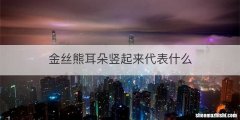 金丝熊耳朵竖起来代表什么