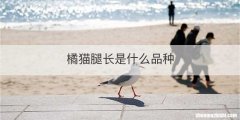橘猫腿长是什么品种