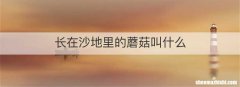 长在沙地里的蘑菇叫什么