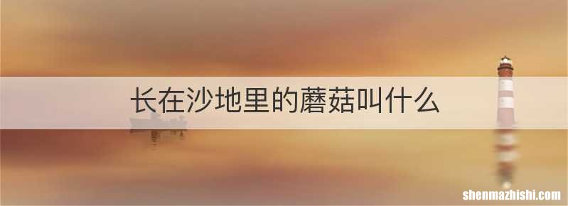 长在沙地里的蘑菇叫什么