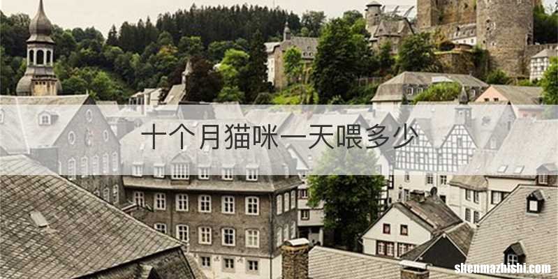 十个月猫咪一天喂多少