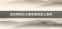 迷你鹦鹉总占着躲避屋是公鱼吗