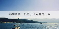 海里长长一根有小贝壳的是什么