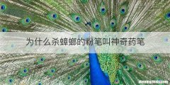 为什么杀蟑螂的粉笔叫神奇药笔