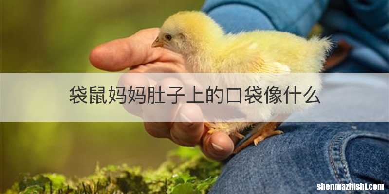袋鼠妈妈肚子上的口袋像什么