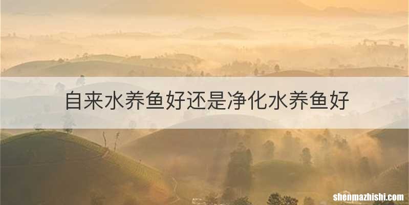 自来水养鱼好还是净化水养鱼好