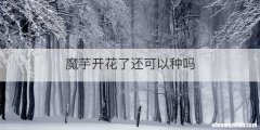 魔芋开花了还可以种吗