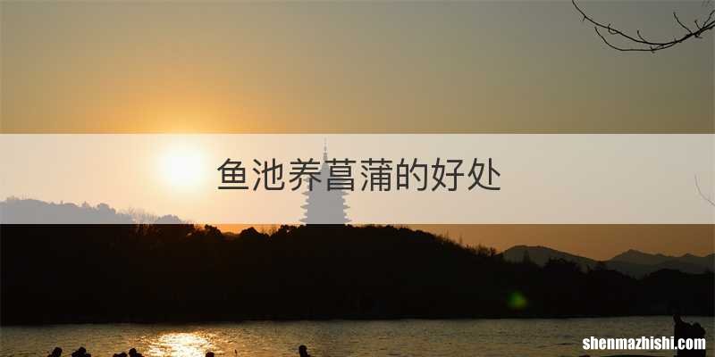 鱼池养菖蒲的好处