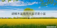 胡椒木盆栽用大盆还是小盆