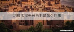 胡椒木树干长白毛是怎么回事