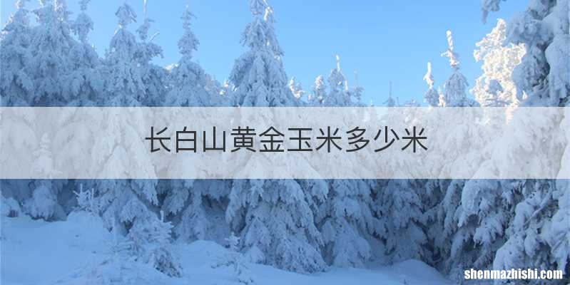 长白山黄金玉米多少米