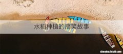 水稻种植的搞笑故事