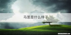 马葱是什么样子