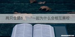 两只仓鼠
