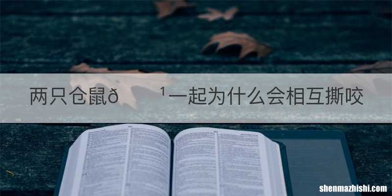 两只仓鼠