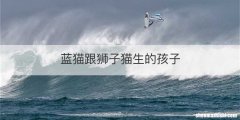 蓝猫跟狮子猫生的孩子