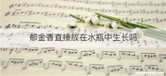 郁金香直接放在水瓶中生长吗