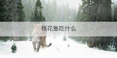 桃花鱼吃什么