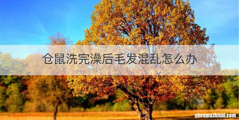 仓鼠洗完澡后毛发混乱怎么办