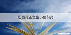 巴西孔雀鱼生小鱼前兆