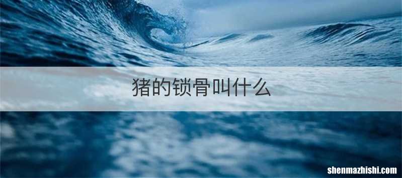猪的锁骨叫什么