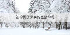 袖珍椰子果实能直接种吗