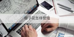 椰子花怎样繁殖