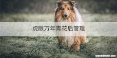 虎眼万年青花后管理