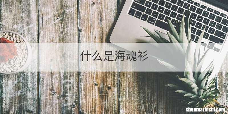 什么是海魂衫